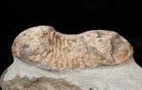 Ectillaenus Trilobite - Morocco #15488-1